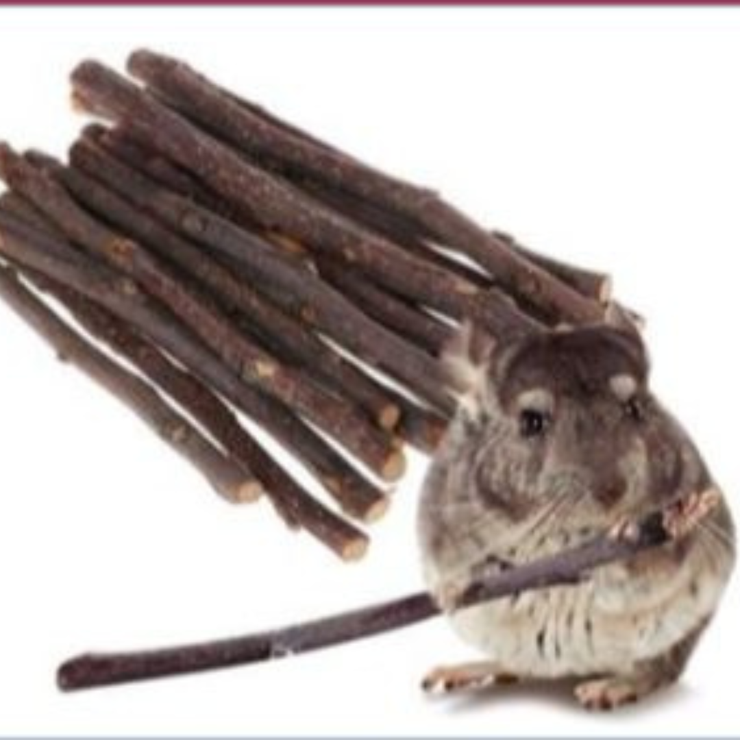 Champú para hamster